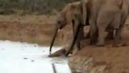 Это трогательное видео о том, как несколько взрослых слонов спасают тонущего слоненка