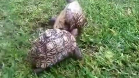 черепаха спасает друга