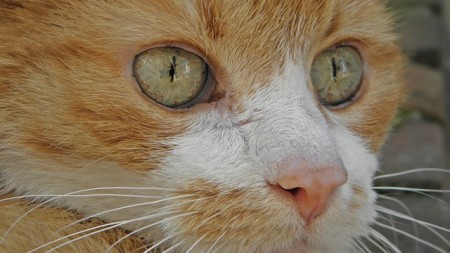 рыжий кот с зелеными глазами