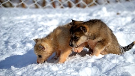 щенки гуляют по снегу