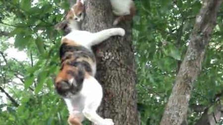 кошка Спасает Котенка