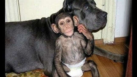 Шимпанзе и собака бульмастиф - друзья