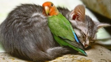 котенок и попугай - друзья