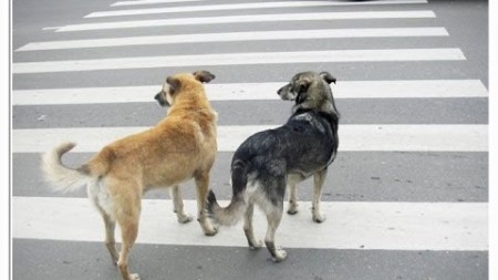 Собаки Переходят Дорогу По Пешеходному Переходу