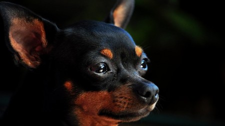 pinscher-neset-kochky-domoy