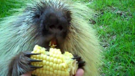 Porcupine