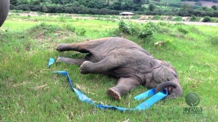 baby elephant playing