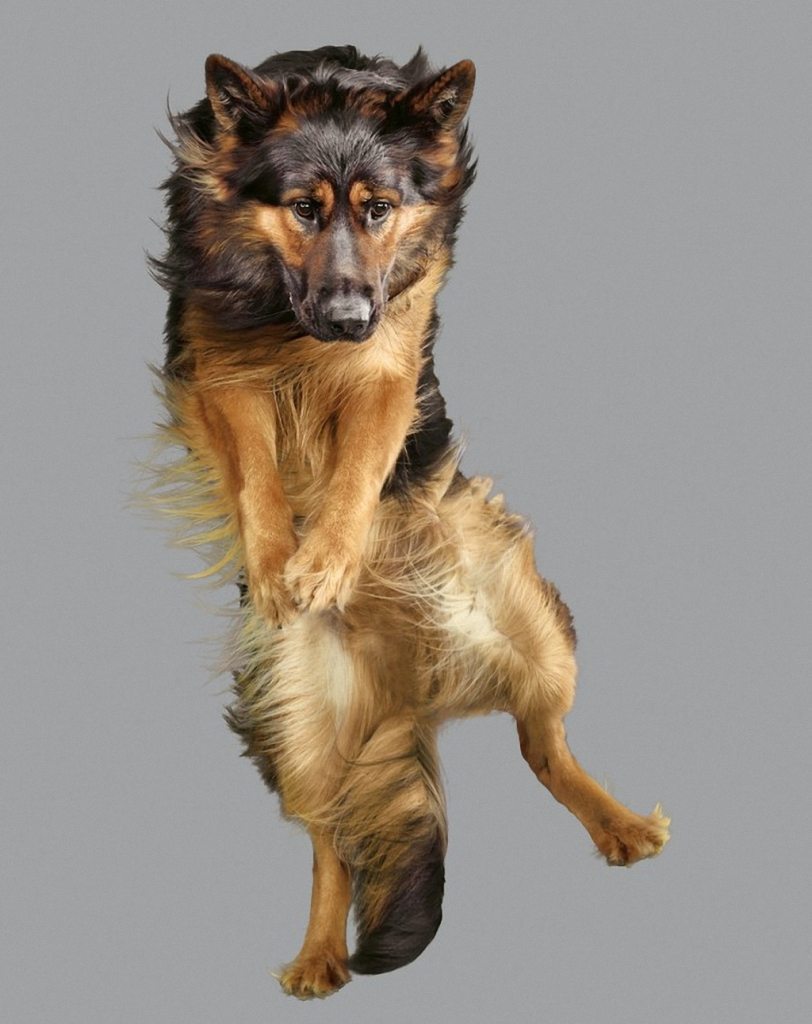 adorable-flying-dogs-10