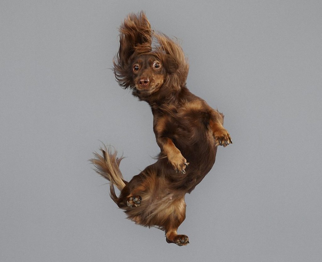 adorable-flying-dogs-16