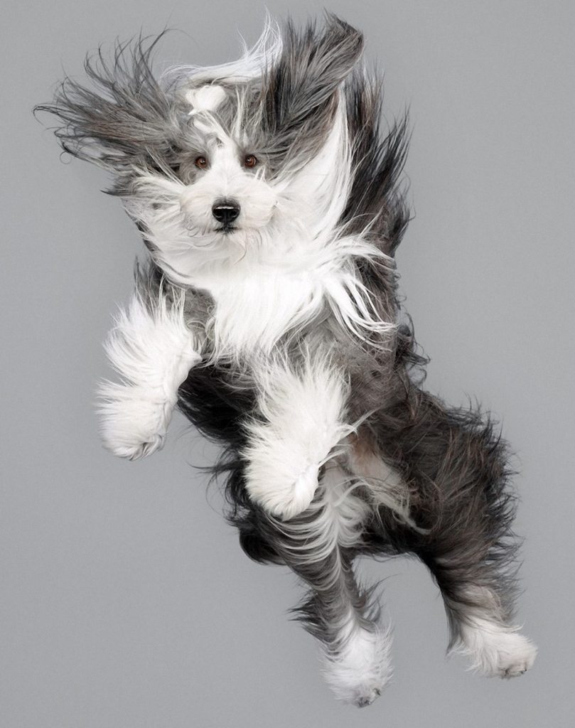 adorable-flying-dogs-17