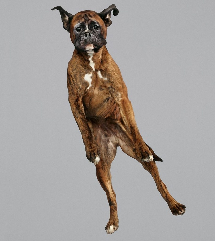 adorable-flying-dogs-4
