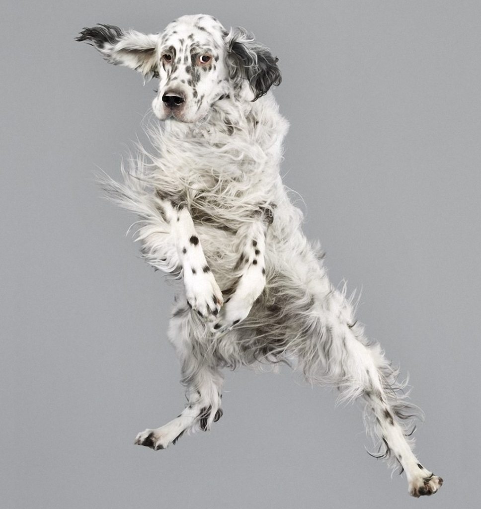 adorable-flying-dogs-5