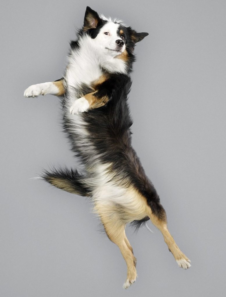 adorable-flying-dogs-6