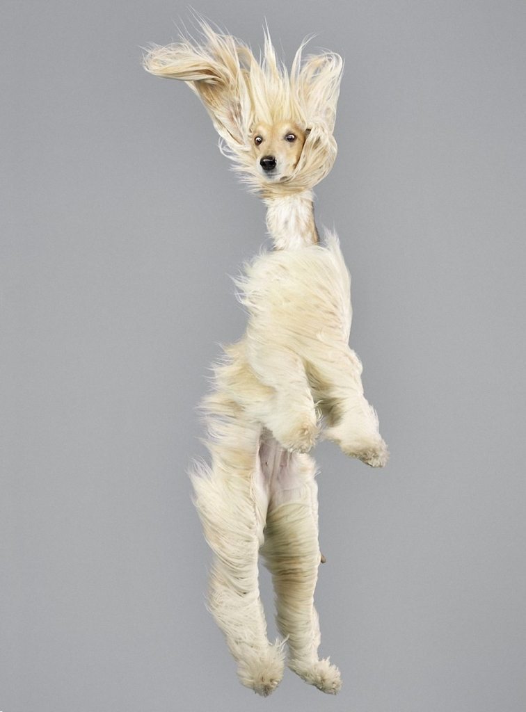 adorable-flying-dogs-9