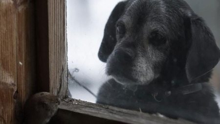 what-animals-are-trying-so-hard-to-see-in-the-windows-4