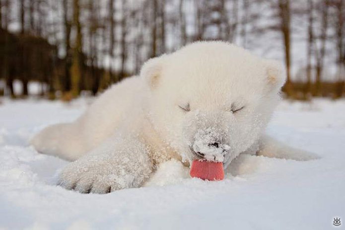 Animal-reactions-to-the-first-snow-1