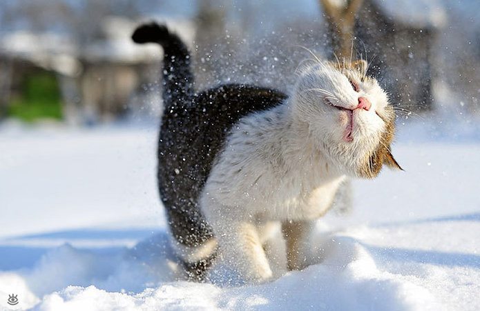 Animal-reactions-to-the-first-snow-14