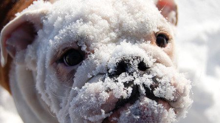 Animal-reactions-to-the-first-snow-16