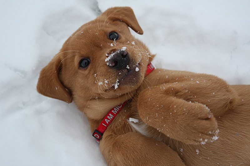 Animal-reactions-to-the-first-snow-17