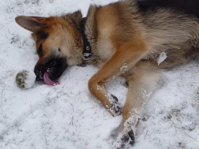 Animal-reactions-to-the-first-snow-18