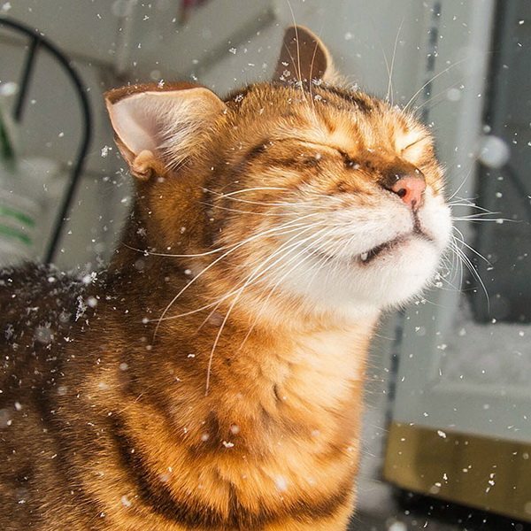 Animal-reactions-to-the-first-snow-20