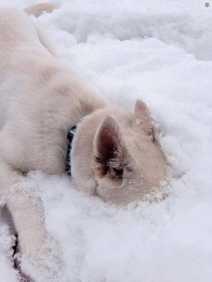 Animal-reactions-to-the-first-snow-5