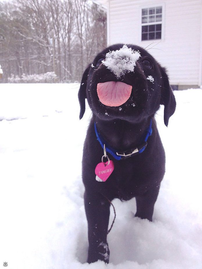 Animal-reactions-to-the-first-snow-8