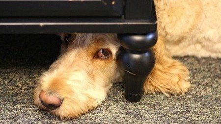 Dogs-who-are-trying-to-find-a-private-place-18