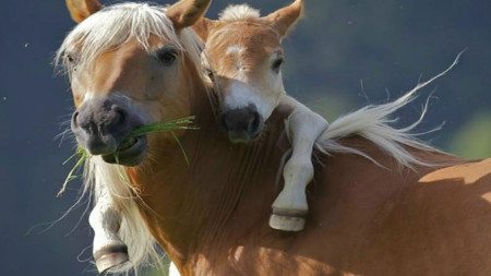 parental-love-in-the-animal-world-6