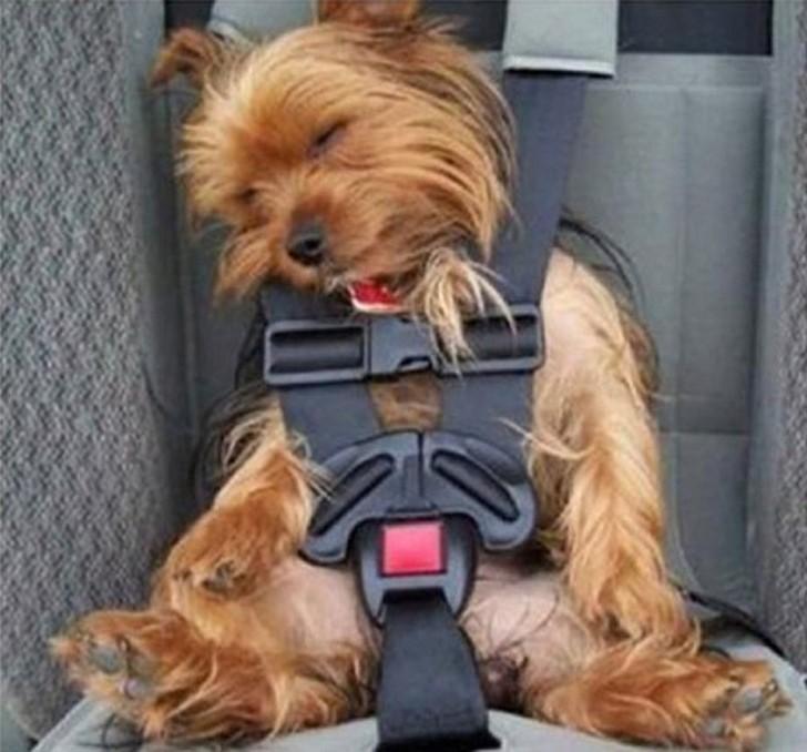 Dogs-that-are-comfortable-to-sleep-in-the-most-unimaginable-poses-11