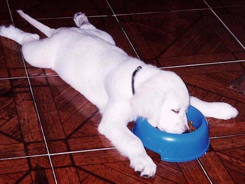 Dogs-that-are-comfortable-to-sleep-in-the-most-unimaginable-poses-12