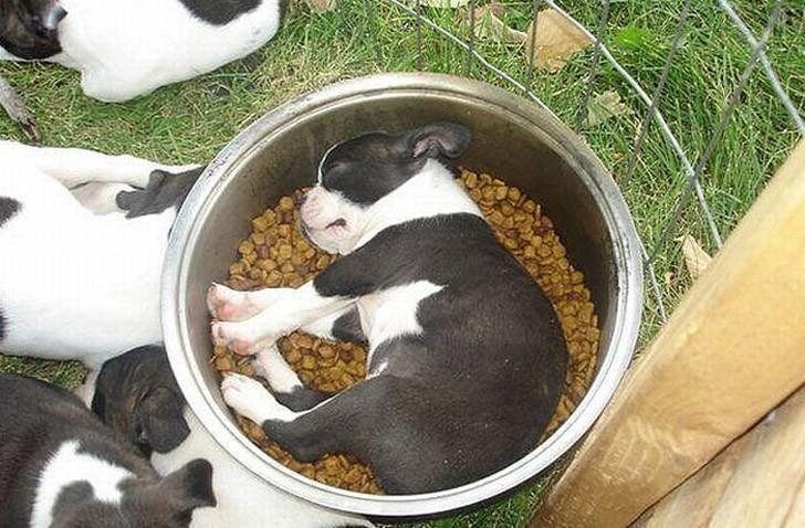 Dogs-that-are-comfortable-to-sleep-in-the-most-unimaginable-poses-13