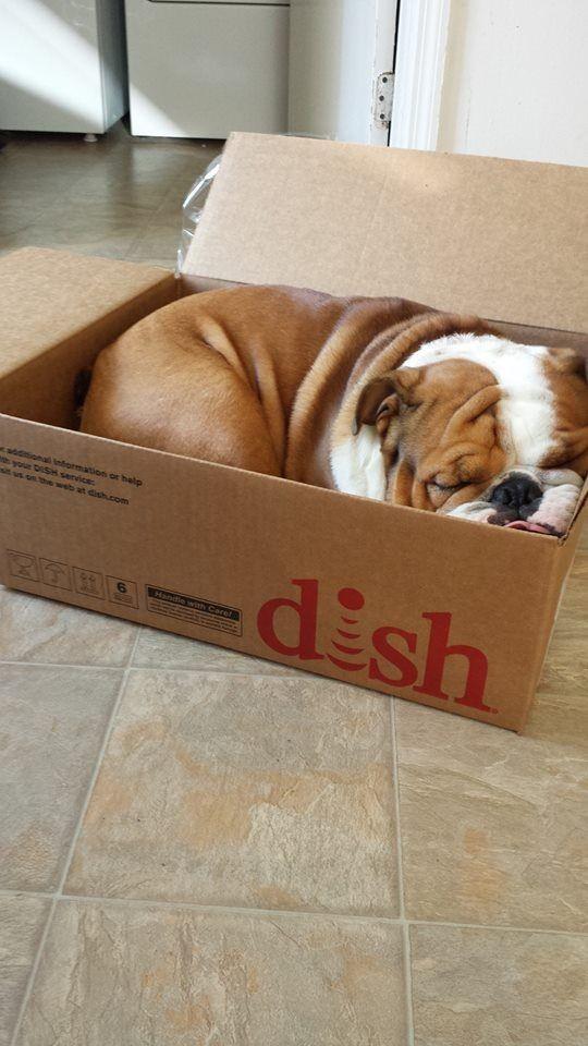 Dogs-that-are-comfortable-to-sleep-in-the-most-unimaginable-poses-19