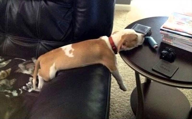 Dogs-that-are-comfortable-to-sleep-in-the-most-unimaginable-poses-2