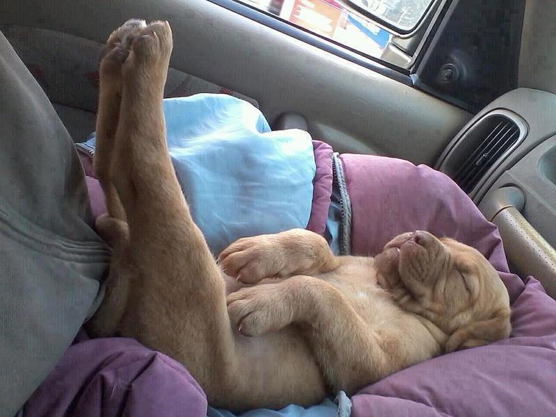 Dogs-that-are-comfortable-to-sleep-in-the-most-unimaginable-poses-20