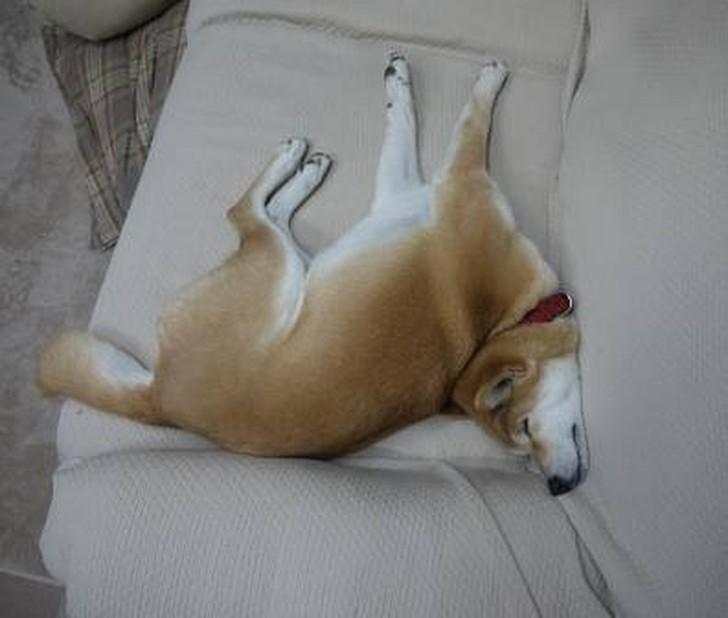 Dogs-that-are-comfortable-to-sleep-in-the-most-unimaginable-poses-23