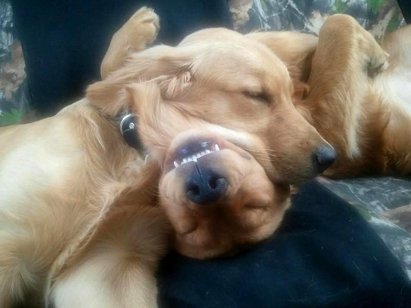 Dogs-that-are-comfortable-to-sleep-in-the-most-unimaginable-poses-3