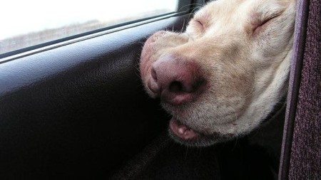 Dogs-that-are-comfortable-to-sleep-in-the-most-unimaginable-poses-30