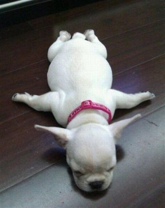 Dogs-that-are-comfortable-to-sleep-in-the-most-unimaginable-poses-6