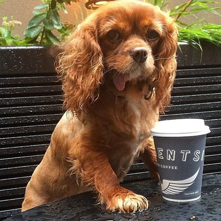 Toast-only-spaniel-in-the-world-with-the-tongue-out-10