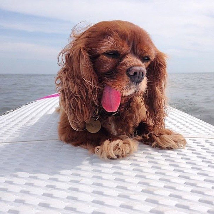 Toast-only-spaniel-in-the-world-with-the-tongue-out-5