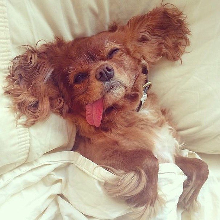 Toast-only-spaniel-in-the-world-with-the-tongue-out-7