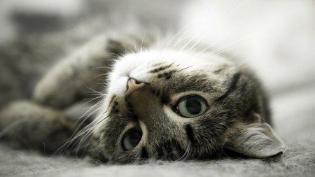 Use-cat-in-your-household-24