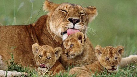 Similarities-between-parents-and-lids-in-the-animal-kingdom-24