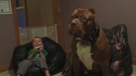 The-world's-largest-pit-bull-sing