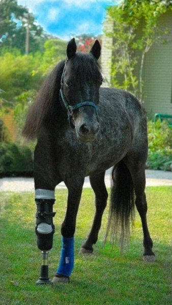 Animals-that-got-a-chance-for-a-new-life-thanks-to-the-prosthesis-14