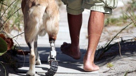 Animals-that-got-a-chance-for-a-new-life-thanks-to-the-prosthesis-17