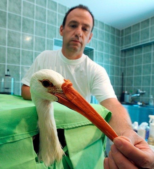 Animals-that-got-a-chance-for-a-new-life-thanks-to-the-prosthesis-18