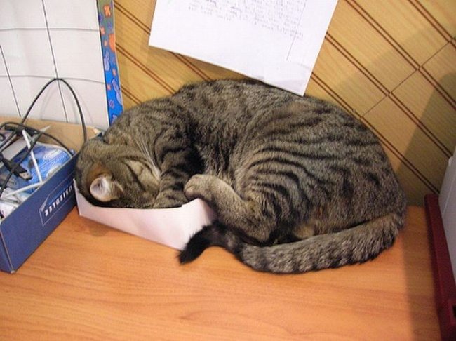 Cats-that-know-how-to-choose-proper-sleep-position-13