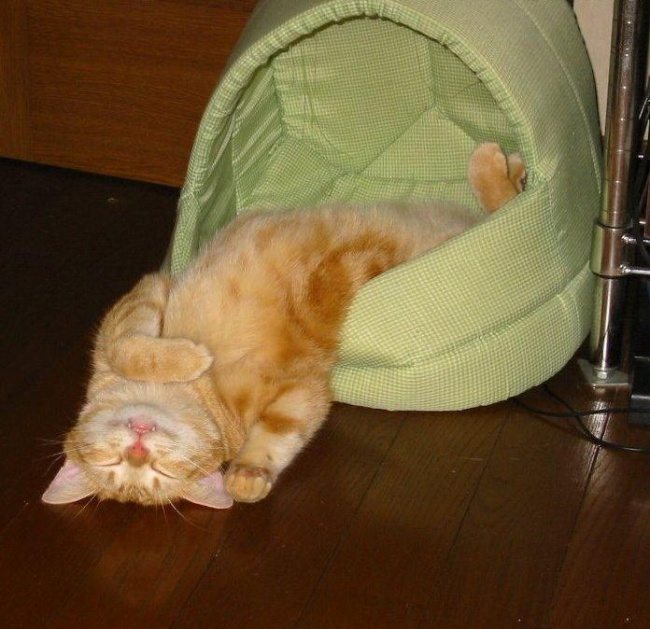 Cats-that-know-how-to-choose-proper-sleep-position-14